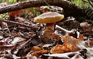 Mit Vital Pilze natürlich vorbeugen und behandeln