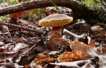 Mit Vital Pilze natürlich vorbeugen und behandeln