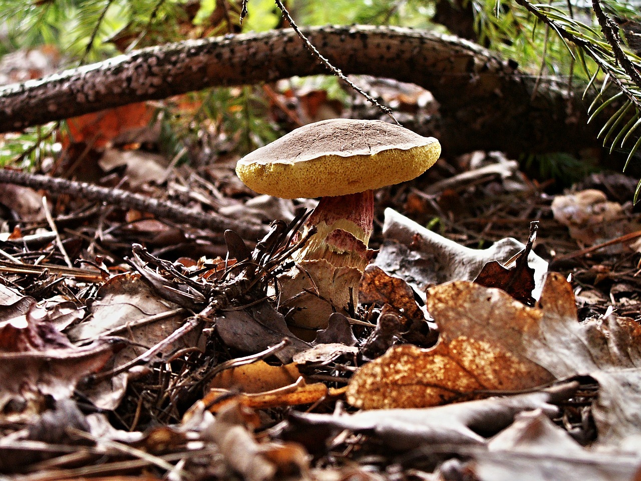 Mit Vital Pilze natürlich vorbeugen und behandeln