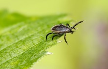 Borreliose – kleiner Biss, gefährliche Wirkung