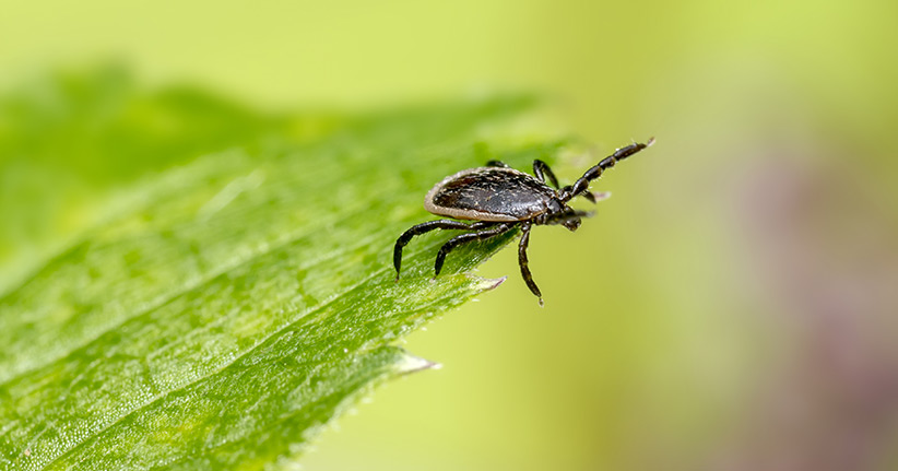 Borreliose – kleiner Biss, gefährliche Wirkung