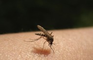 Mückenplage - Infektionen durch Mückenstiche