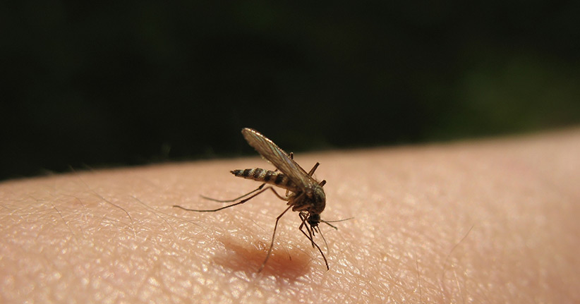 Spätsommer - auch jetzt nicht sicher vor Stechmücken