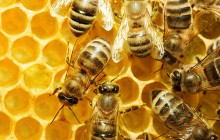 Apitherapie – mit der Bienenkraft heilen