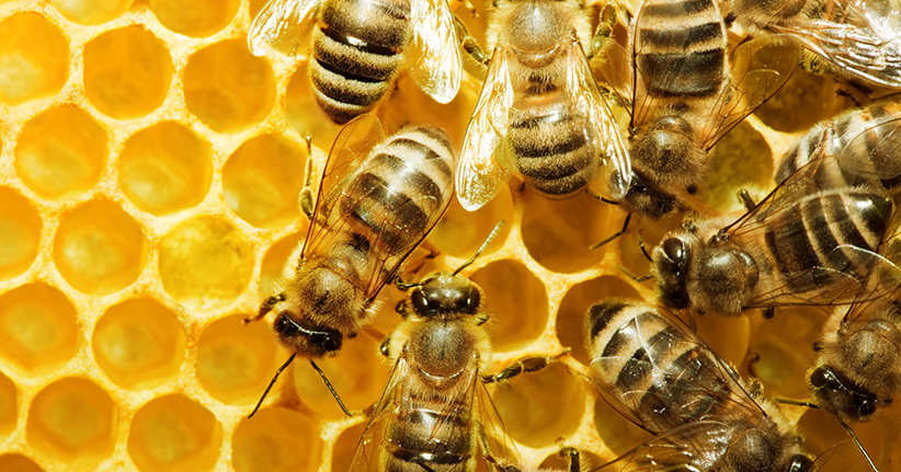 Apitherapie – mit der Bienenkraft heilen