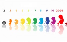 Babys Entwicklungsschritte in den Schwangerschaftswochen
