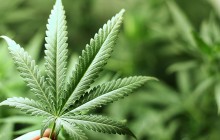 Der Konsum von Cannabis steigt