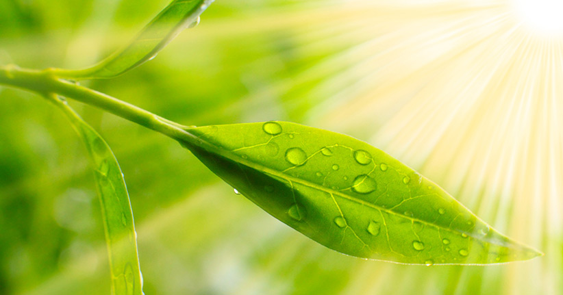 Teebaumöl heilt und hält gesund