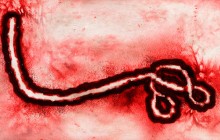 WHO verzeichnet zwei neue Ebola-Fälle in Guinea