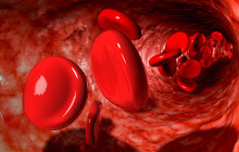 Erythrozyten - rote Blutkörperchen sorgen für den Sauerstoff