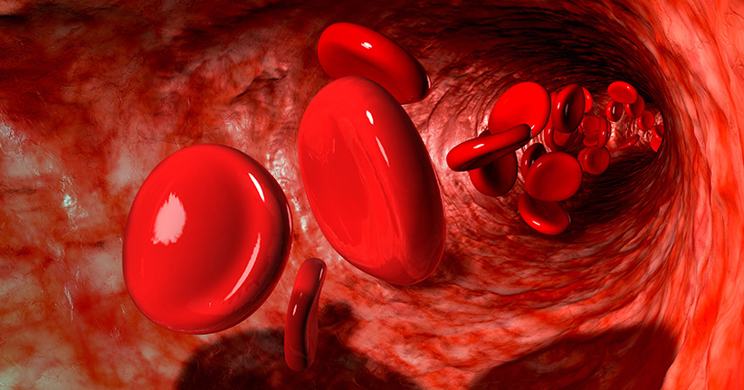 Erythrozyten - rote Blutkörperchen sorgen für den Sauerstoff