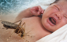 Zika-Virus greift auch Babygehirn an