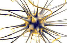 Nervenzellen - ohne sie geht gar nichts