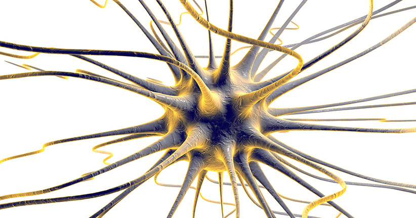 Nervenzellen - ohne sie geht gar nichts
