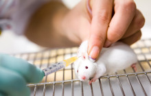 Warum es auch weiterhin Tierversuche geben wird