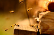 Schnelle Hilfe bei Bienenstichen: Was Sie tun können!