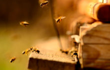Schnelle Hilfe bei Bienenstichen: Was Sie tun können!