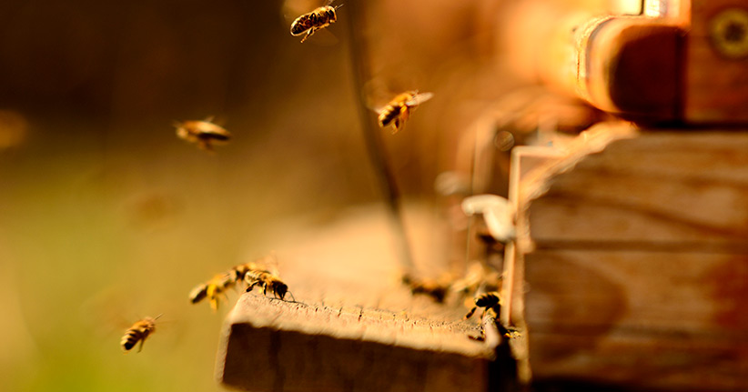 Schnelle Hilfe bei Bienenstichen: Was Sie tun können!