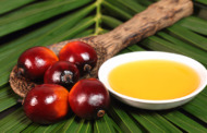 Was bewirkt Bio Palmöl für Ihre Gesundheit?