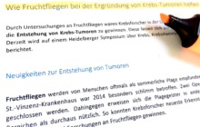 Wie Fruchtfliegen bei der Ergründung von Krebs-Tumoren helfen