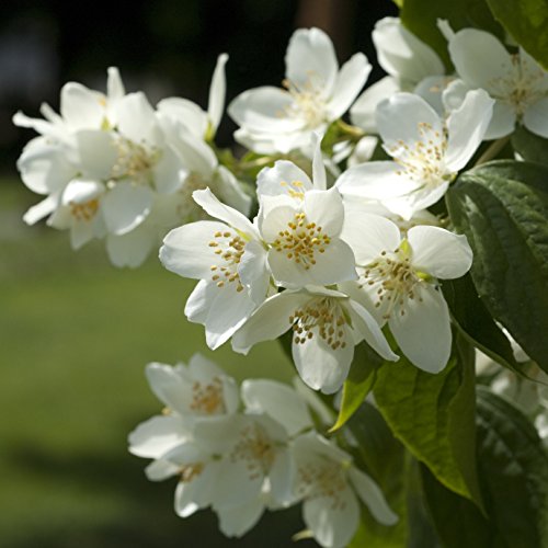 Duft-Jasmin im Container 60 - 100 cm