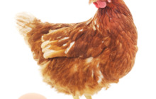 Geflügel und Eiprodukte – Ansteckungsgefahr bei Geflügelprodukten