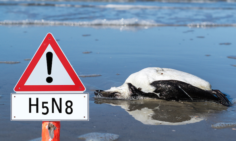 Vogelgrippe (H5N8) ist zurück - das sollten Sie beachten