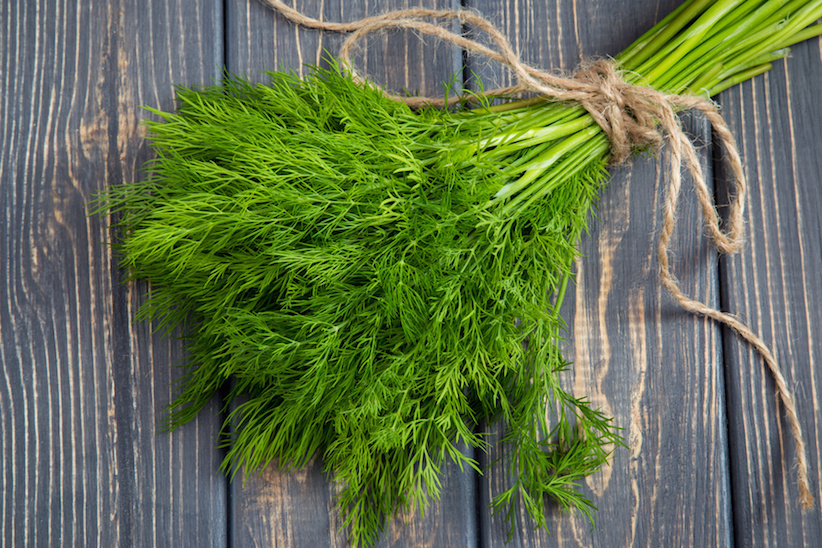 Dill frisch biologisch und gesund