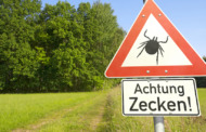 Tropische Zecken mit gefährlichem Infektionskeim nun auch in Deutschland