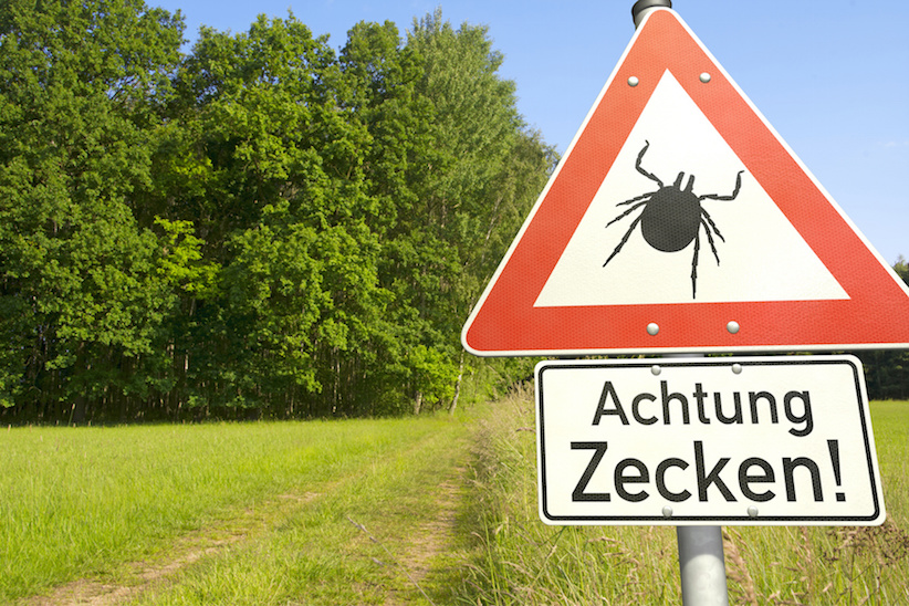 Tropische Zecken mit gefährlichem Infektionskeim nun auch in Deutschland