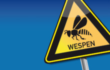 Wespenstiche - wie lässt sich das Gift schneller aus der Haut ziehen?